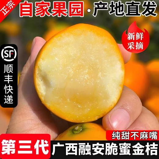 果岭菁礼 融安脆蜜金柑三代 纯甜金桔新鲜带皮吃孕妇水果现摘现发 顺丰包邮 商品图0