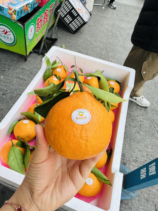 高品质柑橘 非常好吃的黄美人 商品图2