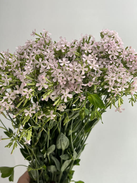 国产花材-【粉钻花】 商品图2