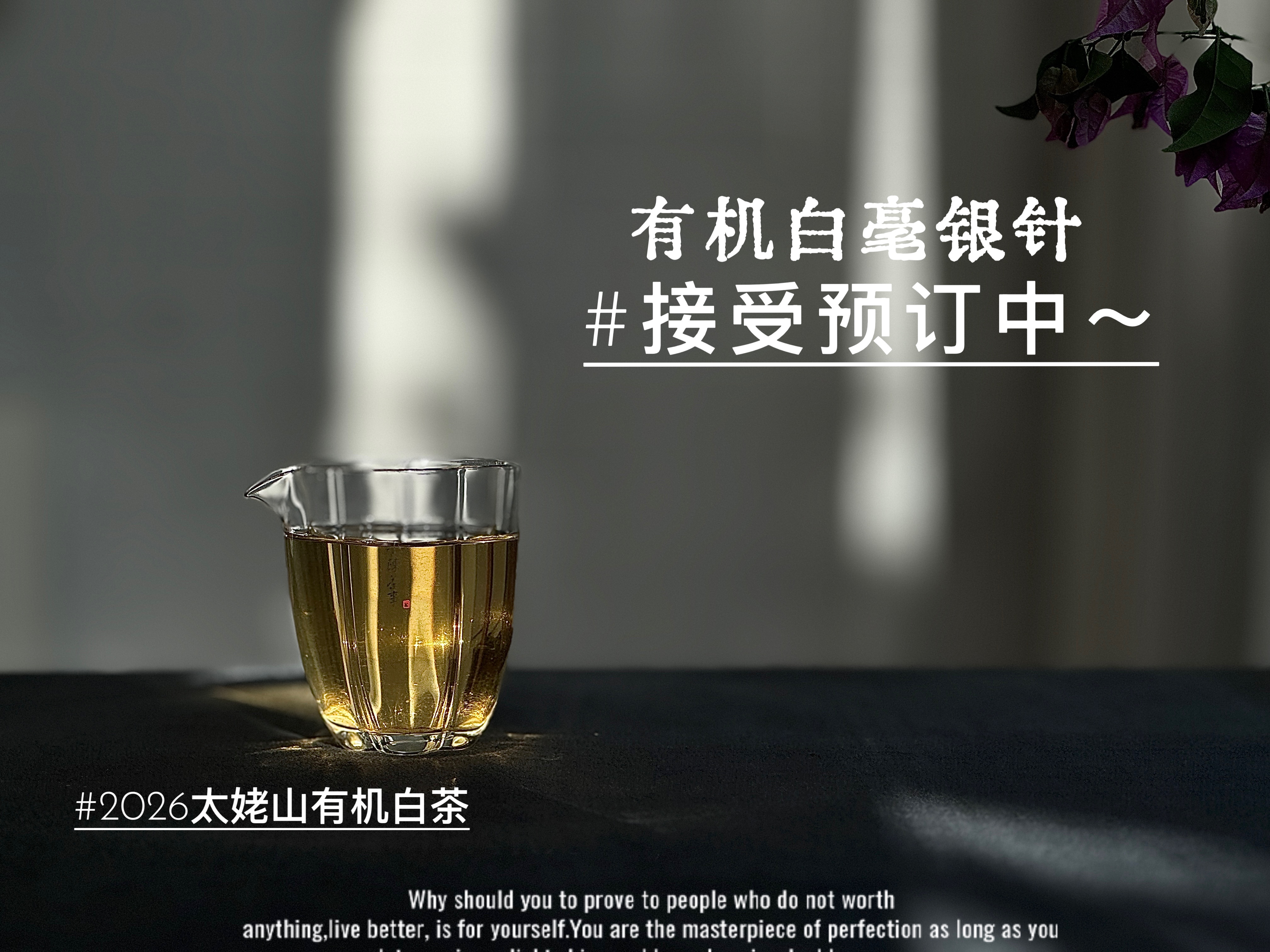 【2026春茶预订】2025有机白毫银针预订，浓郁至极的毫香，顶级白茶的标配，茶汤清凉如天山冰泉一般的，天然与纯净，清透！