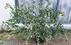 蓝莓树（仅限衢州本地，每周周末配送到家！） 商品缩略图1
