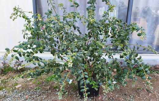 蓝莓树（仅限衢州本地，每周周末配送到家！） 商品图1