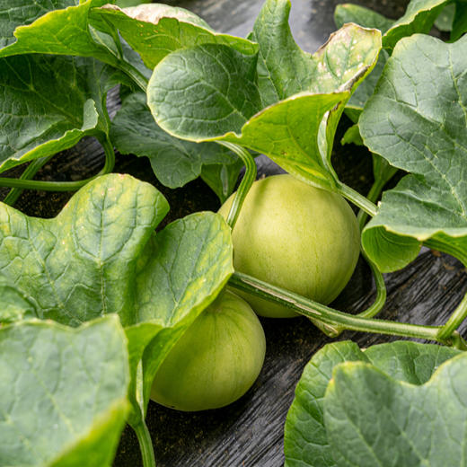 马连庄的甜瓜  清甜多汁 细腻 皮薄肉脆 商品图4