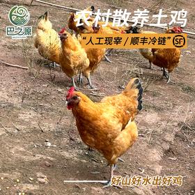 正宗土鸡农村老母鸡整鸡现宰放养月子黄油鸡人工新鲜现杀顺丰冷链