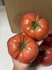 「沙啦啦啦啦～」红沙蜜·沙瓤老品种西红柿  txa 商品缩略图1
