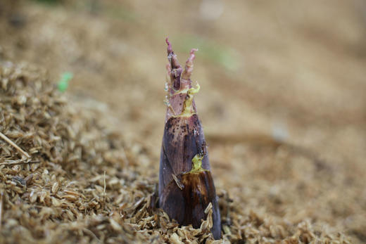 「春菜」临安天目山土雷竹春笋·又鲜又嫩 中笋 大笋 txa 商品图2