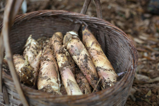 「春菜」临安天目山土雷竹春笋·又鲜又嫩 中笋 大笋 txa 商品图4