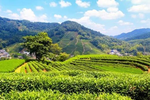 【现货先发】2026老侯爷·钱塘早春龙井 | 大自然馈赠的第一口春日清甜（3-5天发出） 商品图4