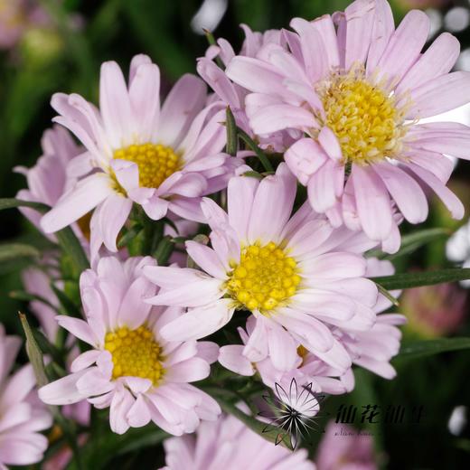 配花 | 紫鸢粉 商品图0