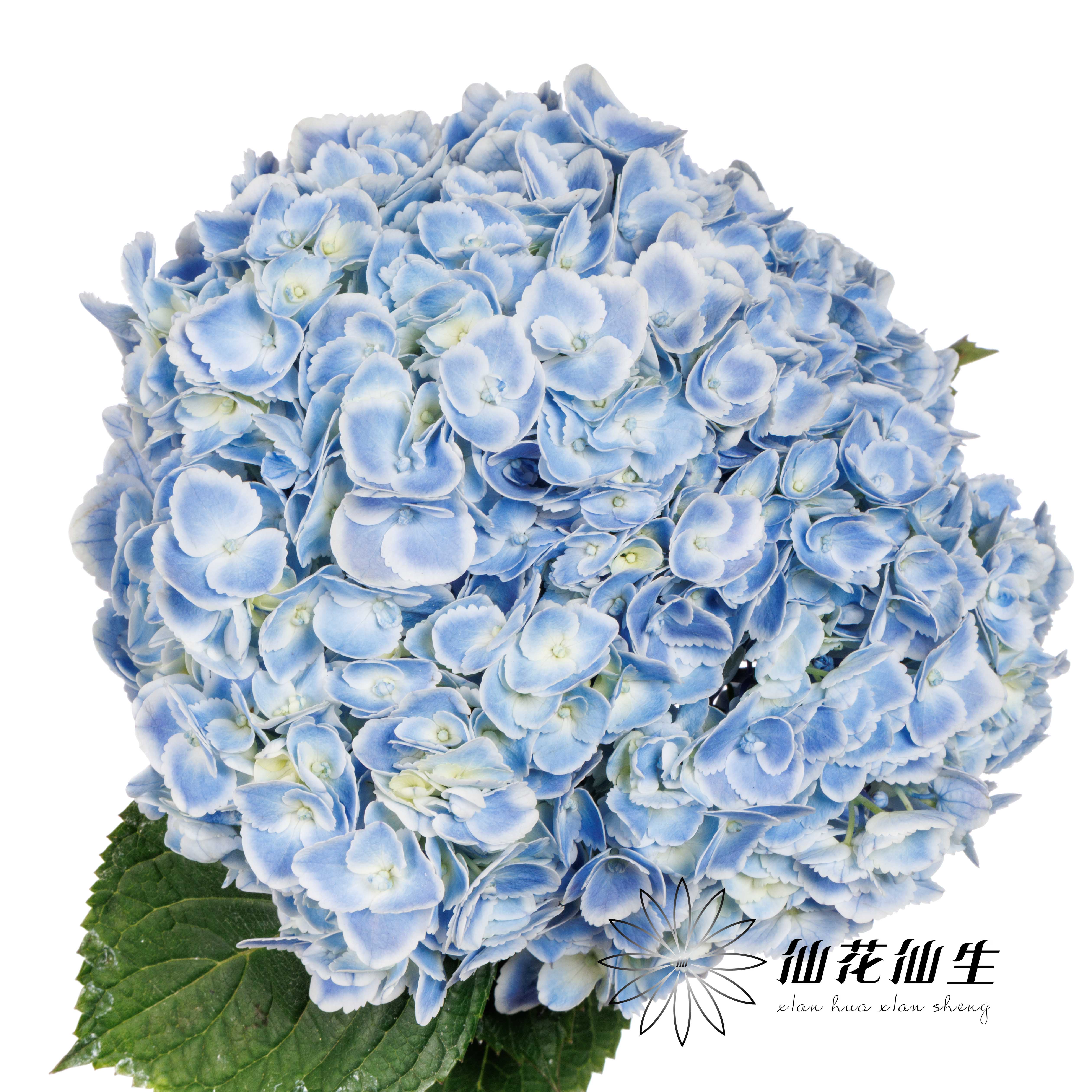 绣球 | 蓝孔雀(颜色深浅不一，有色差，慎重下单)