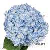 绣球 | 蓝孔雀(颜色深浅不一，有色差，慎重下单) 商品缩略图0