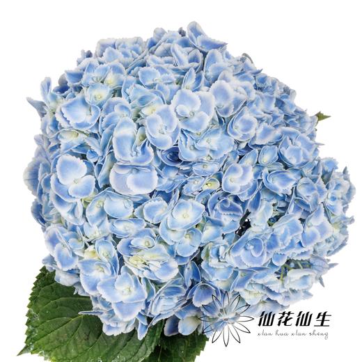 绣球 | 蓝孔雀(颜色深浅不一，有色差，慎重下单) 商品图0