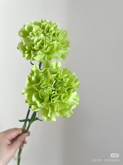 【2026.4.3】特价：1扎20枝A级绿色康乃馨25.9（现货 下单即可到店自提） 商品图2
