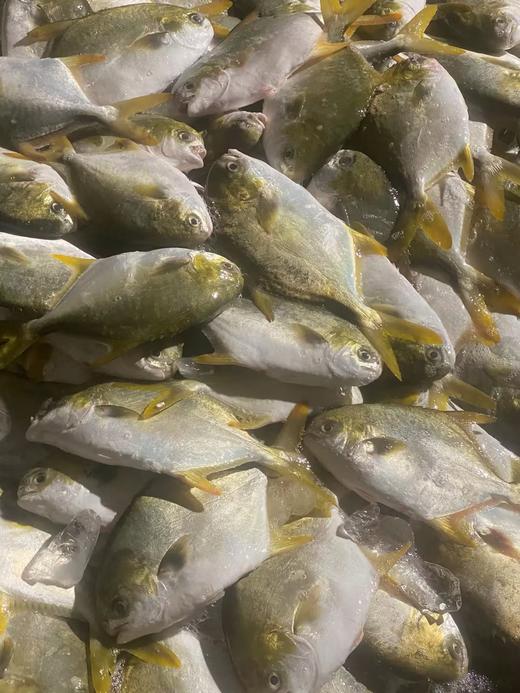 L''今日推荐【海捕大金鲳鱼】招牌家常吃鱼推荐，手慢🈚，新鲜活冻 商品图9