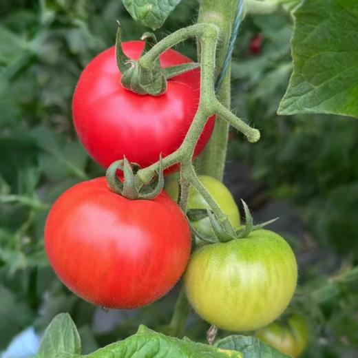 【顺丰发货】红宝石高糖西红柿番茄 口感绝佳！甜度高达9.8以上 自然成熟采摘 鲜嫩多汁 商品图3