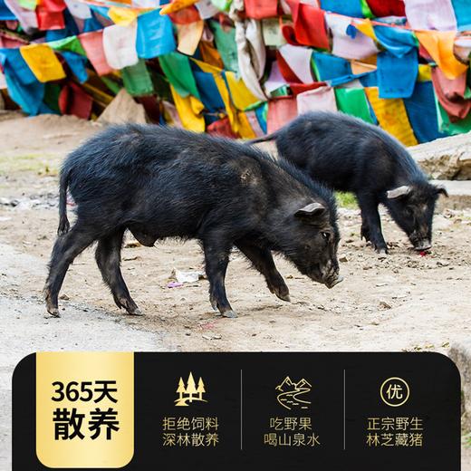 优选丨藏嘟嘟 藏香猪猪肉 原切五花肉 高海拔散养黑猪土猪 新鲜现杀分割冷链直达 肥瘦相间肉质紧实 富含营养 味道浓厚醇香 商品图1