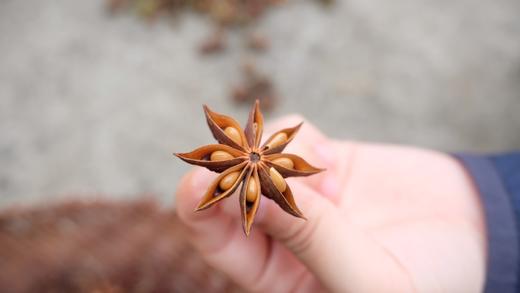 生态八角 100g 产地：广东广州 商品图1