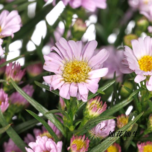 配花 | 紫鸢粉 商品图2