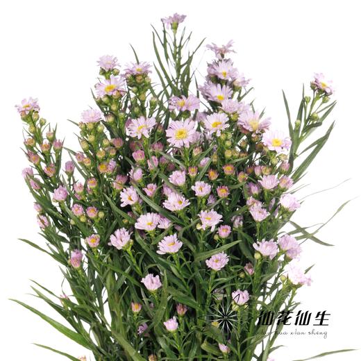 配花 | 紫鸢粉 商品图3