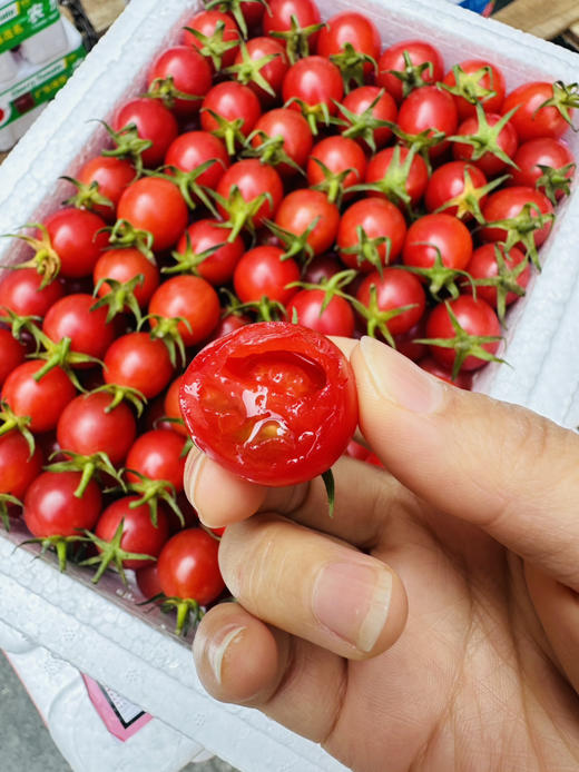 超好吃小红帽千禧小番茄 商品图11