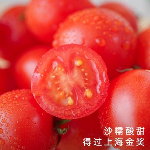 饱记金山五彩小番茄沙糯甜蜜风味 商品图0