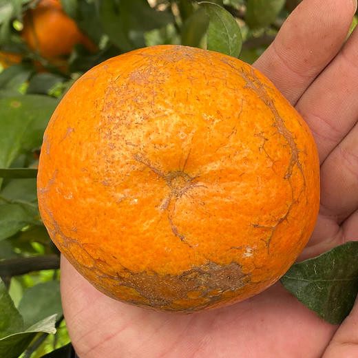 特惠活动『武鸣沃柑丑果8斤』现摘现发，香甜水润，颗粒饱满，表皮多花斑 商品图12