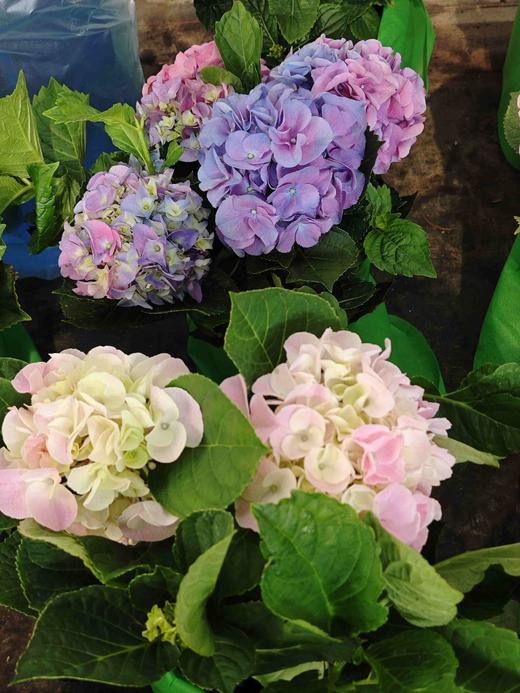 【绣球花开正当时.颜色品种随机】1盆/份 2-3个花苞，花期超长（圆通发货） 商品图6