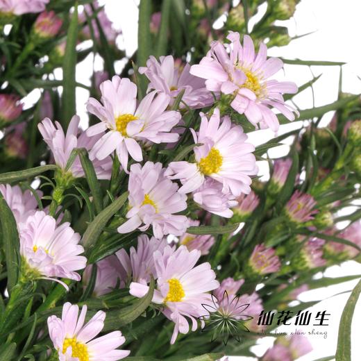 配花 | 紫鸢粉 商品图4