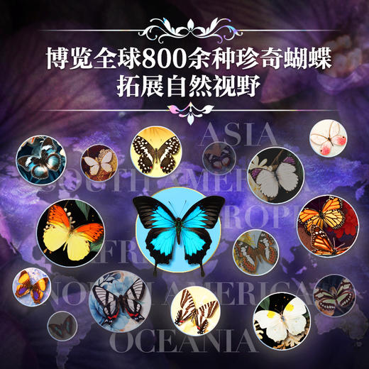《世界蝴蝶全书》享2赠 商品图2