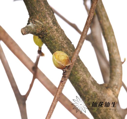 配花 | 耳坠花 商品图5