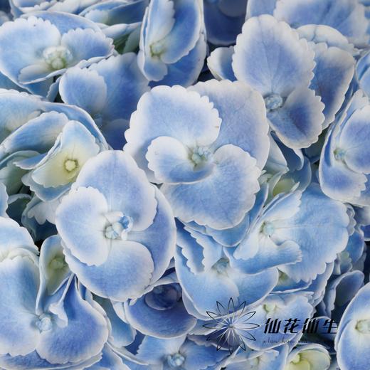 绣球 | 蓝孔雀(颜色深浅不一，有色差，慎重下单) 商品图3