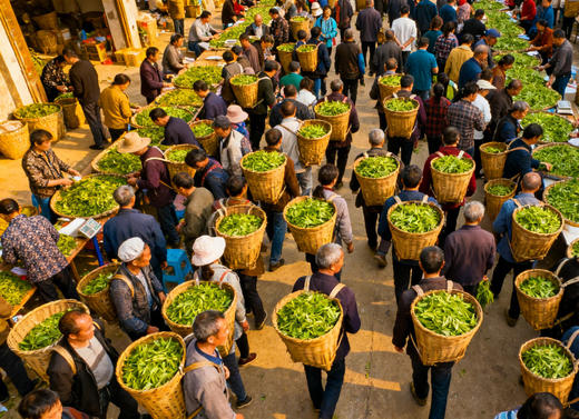 茶烟辛夷 春摄川蜀：  雅安・蒙顶山采茶、双河春茶鲜叶市场、绵阳九皇山、药王谷、吴家后山辛夷花海5天 商品图0
