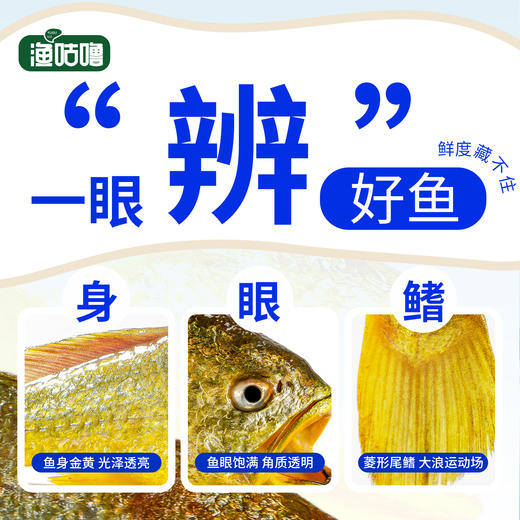 国家地理标志🔥💥不愧是“国鱼”👍【宁德鲜冻大黄鱼】 商品图2