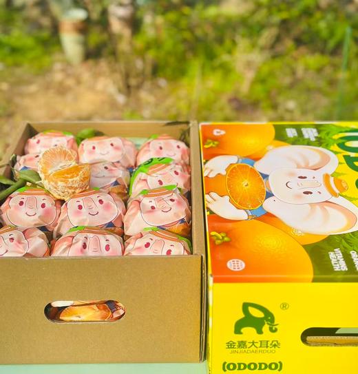 明日见柑橘| 果皮薄，果肉软嫩💦汁水足，好吃不上火抓住柑橘🍊的小尾巴，再不吃就结束了，这款绝对吃了上瘾~ 商品图4