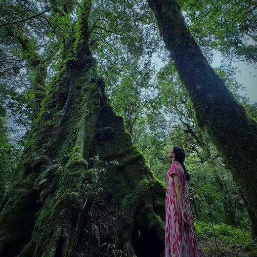 【暑假】何以云南，探秘红河哈尼梯田，科考哀牢山【元阳】7天6晚 商品图14