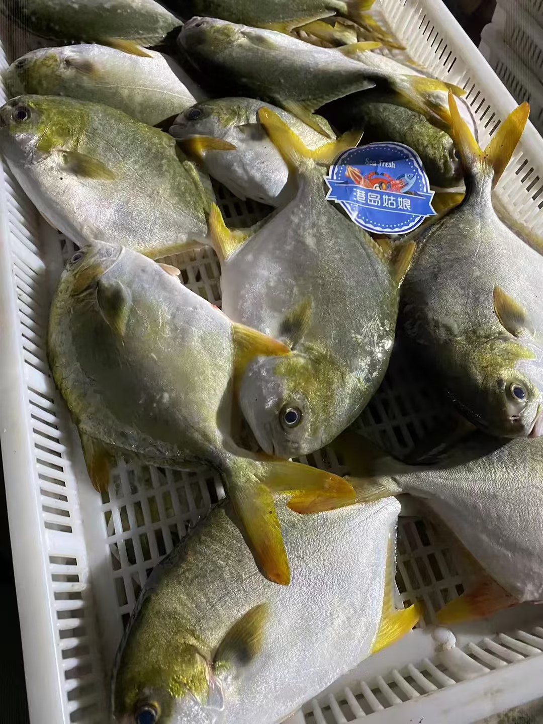 L''今日推荐【海捕大金鲳鱼】招牌家常吃鱼推荐，手慢🈚，新鲜活冻