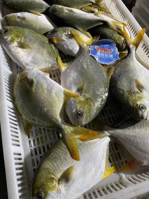 L''今日推荐【海捕大金鲳鱼】招牌家常吃鱼推荐，手慢🈚，新鲜活冻 商品图1