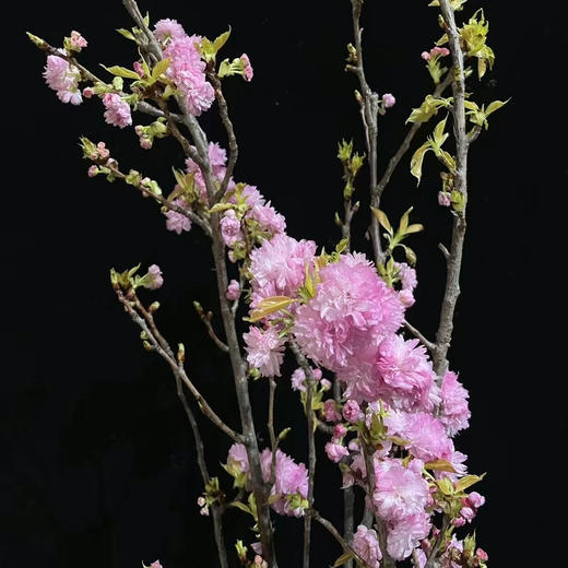 国产晚樱 商品图1