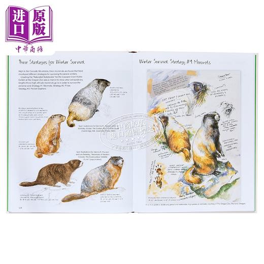 预售 【中商原版】Drawing Nature 进口艺术 绘制自然 Princeton University Press 商品图3