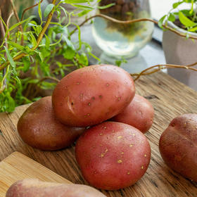 大福的土豆 云南高原红皮土豆5斤 富含花青素的马铃薯