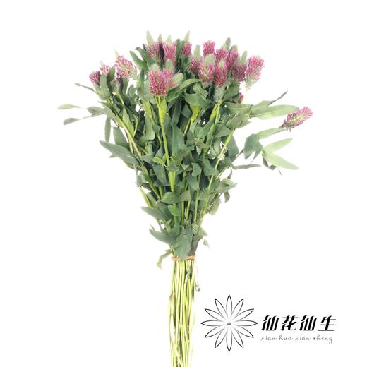 配花 | 狐尾兰粉 商品图1