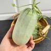 脆甜羊角蜜瓜  3.5斤 商品缩略图4