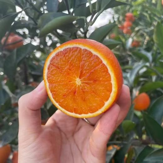 塔罗科血橙#酸甜可口 果实饱满 肉嫩多汁 现摘现发花青素满满 商品图2