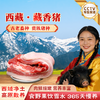 优选丨藏嘟嘟 藏香猪猪肉 原切五花肉 高海拔散养黑猪土猪 新鲜现杀分割冷链直达 肥瘦相间肉质紧实 富含营养 味道浓厚醇香 商品缩略图0
