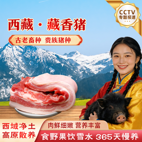优选丨藏嘟嘟 藏香猪猪肉 原切五花肉 高海拔散养黑猪土猪 新鲜现杀分割冷链直达 肥瘦相间肉质紧实 富含营养 味道浓厚醇香
