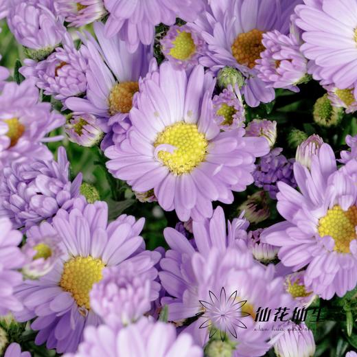 配花 | 紫鸢 商品图2