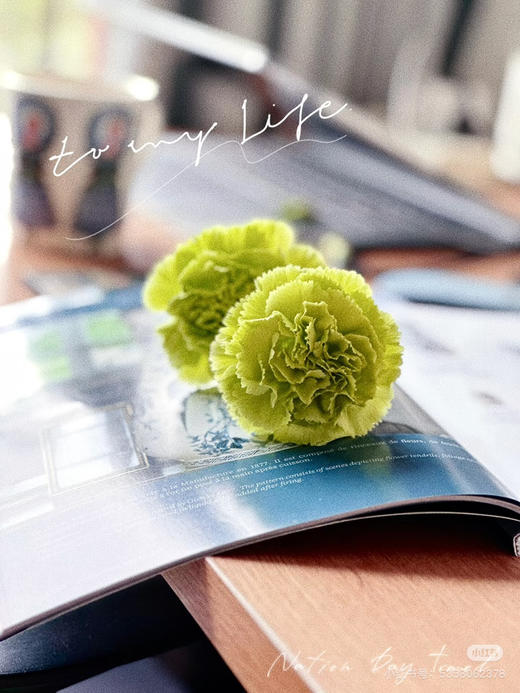 【2026.4.3】特价：1扎20枝A级绿色康乃馨25.9（现货 下单即可到店自提） 商品图3