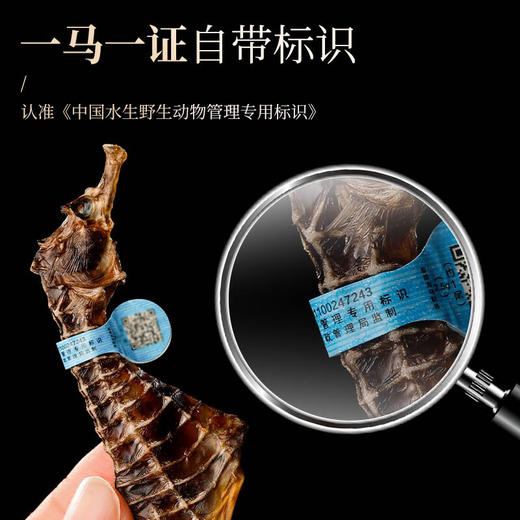 【福东海 福建海马】 一公一母 三洗三晒 自然晾干 商品图1