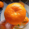 石家庄优选仓库速达，糖包&春见耙耙柑，果肉细腻，颗粒分明，清甜爆汁，入口化渣，净重6.5-6.8斤礼盒装 商品缩略图6