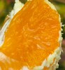 明日见柑橘| 果皮薄，果肉软嫩💦汁水足，好吃不上火抓住柑橘🍊的小尾巴，再不吃就结束了，这款绝对吃了上瘾~ 商品缩略图3